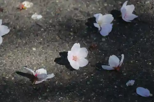 開成山大神宮の自然