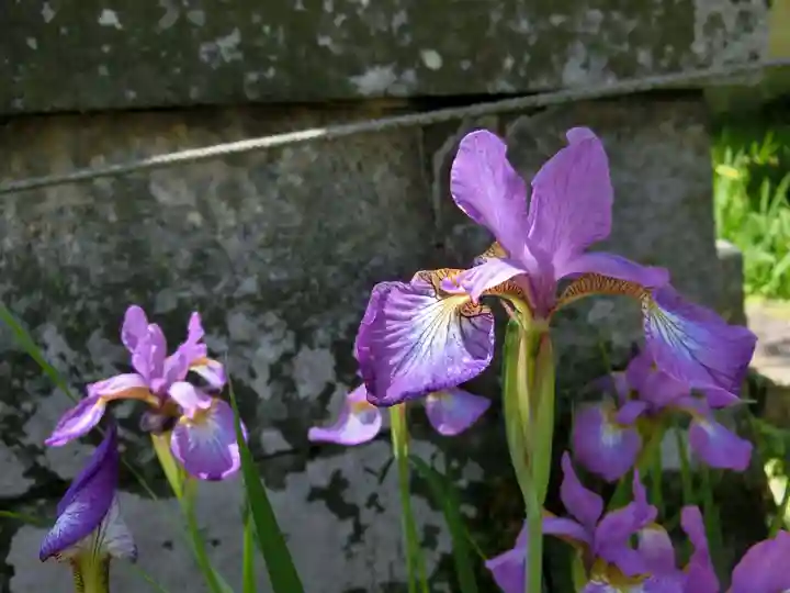 梅宮大社の自然