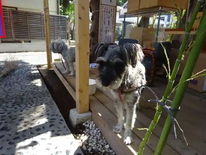 菊名神社の動物