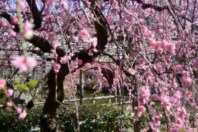 亀戸天神社(東京都)