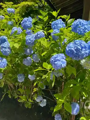 明月院(神奈川県)