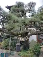 妙典寺の{uncategorized: "未分類", other: "その他", undefined: "問題あり", building: "その他建物", grave: "お墓", sacred_gate: "鳥居", guardian: "狛犬", statue: "像", buddha: "仏像", history: "歴史", nature: "自然", garden: "庭園", animal: "動物", pagoda: "塔", temizu: "手水舎", mountain_gate: "山門・神門", sanctuary: "本殿・本堂", subordinate: "末社・摂社", art: "芸術", scenery: "景色", jizo: "地蔵", ema: "絵馬", goshuin: "御朱印", omikuji: "おみくじ", items: "授与品その他", amulet: "お守り", goshuincho: "御朱印帳", eats: "食事", festival: "お祭り", votive_dance: "神楽", shichigosan: "七五三参", wedding: "結婚式", experience: "体験その他", initially: "初詣", around: "周辺", anti_infection: "感染症対策"}