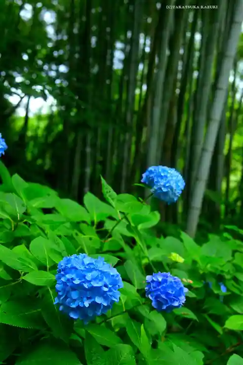 明月院(神奈川県)