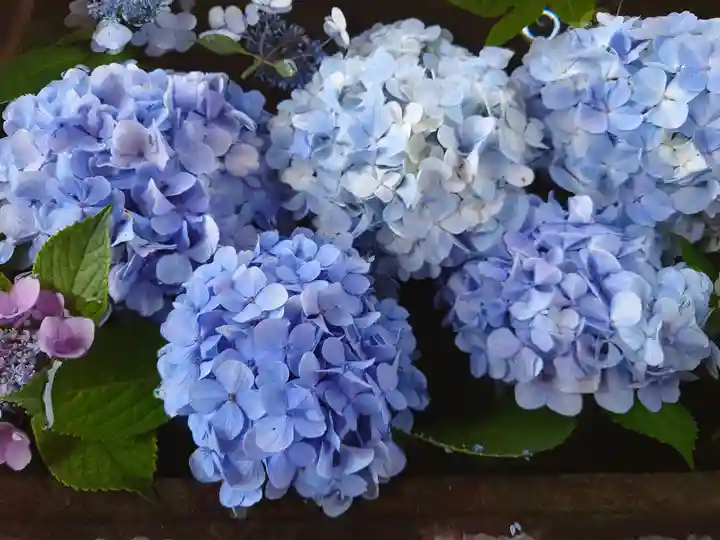 龍口寺(神奈川県)