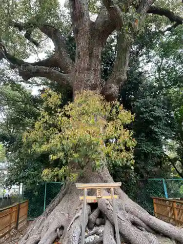 和泉國一之宮　大鳥大社の自然