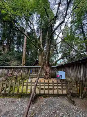 天岩戸神社(宮崎県)