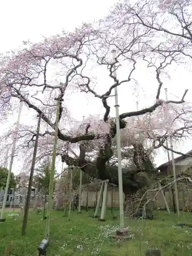 般若院(茨城県)