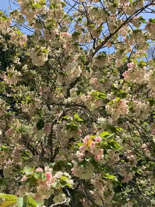 五所駒瀧神社(茨城県)