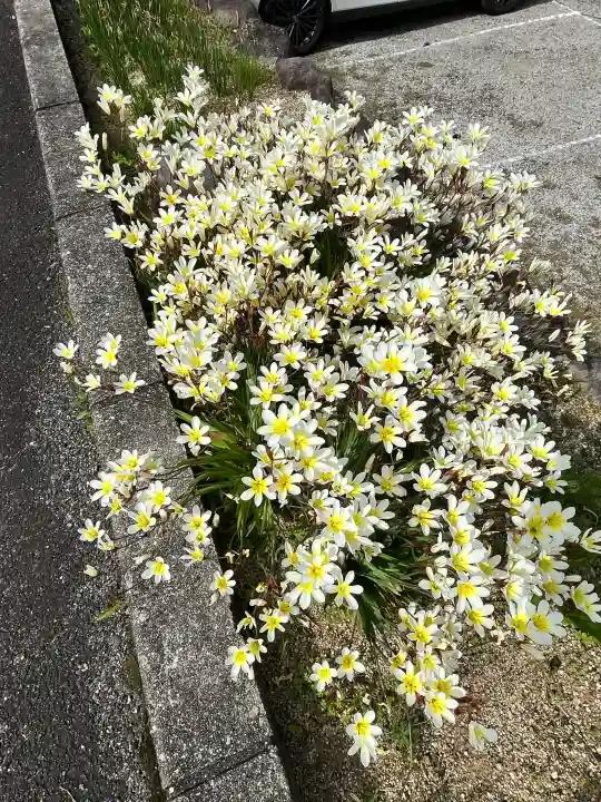 子安地蔵寺の{uncategorized: "未分類", other: "その他", undefined: "問題あり", building: "その他建物", grave: "お墓", sacred_gate: "鳥居", guardian: "狛犬", statue: "像", buddha: "仏像", history: "歴史", nature: "自然", garden: "庭園", animal: "動物", pagoda: "塔", temizu: "手水舎", mountain_gate: "山門・神門", sanctuary: "本殿・本堂", subordinate: "末社・摂社", art: "芸術", scenery: "景色", jizo: "地蔵", ema: "絵馬", goshuin: "御朱印", omikuji: "おみくじ", items: "授与品その他", amulet: "お守り", goshuincho: "御朱印帳", eats: "食事", festival: "お祭り", votive_dance: "神楽", shichigosan: "七五三参", wedding: "結婚式", experience: "体験その他", initially: "初詣", around: "周辺", anti_infection: "感染症対策"}