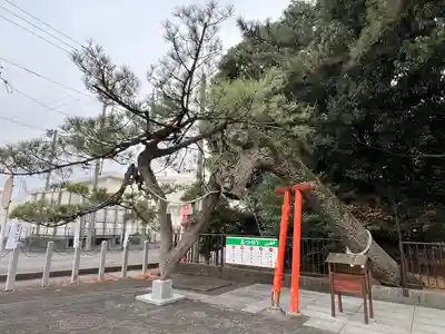 玉村八幡宮(群馬県)