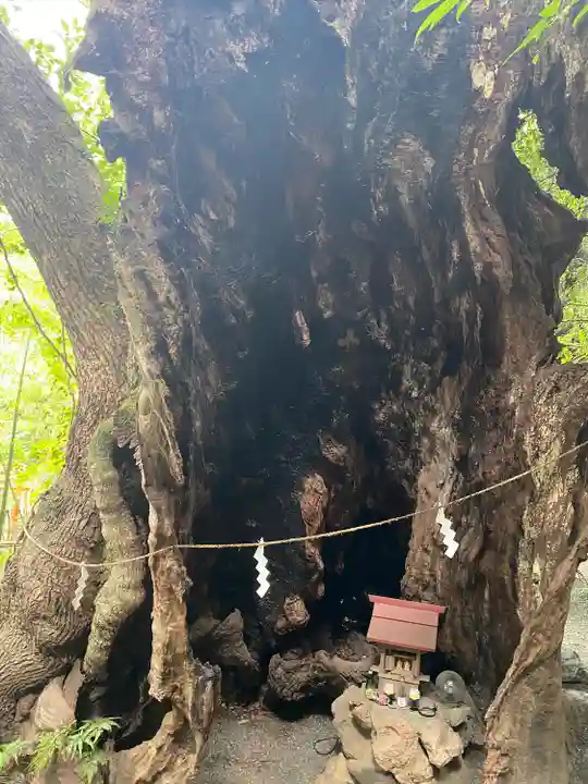 來宮神社の自然