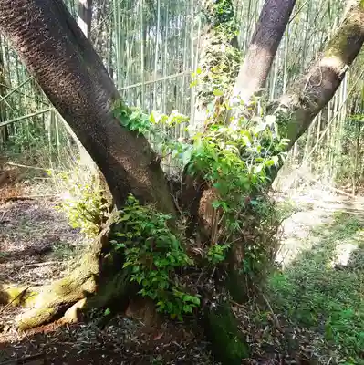 稲荷神社の自然