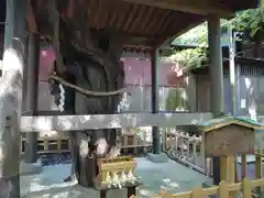 鶴嶺八幡宮の自然