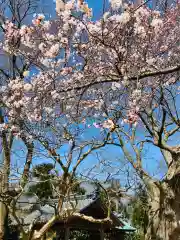 櫻井神社(新潟県)