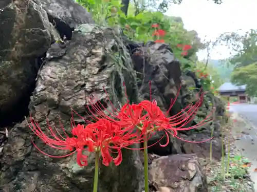 普門寺(切り絵御朱印発祥の寺)(愛知県)