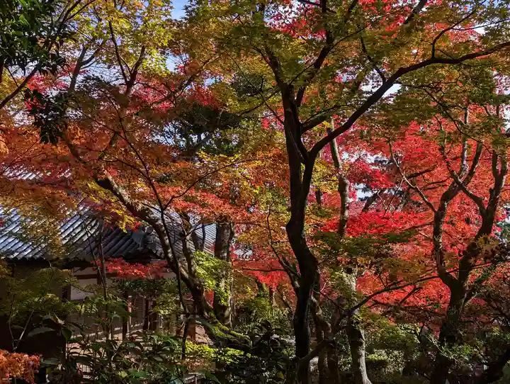 常寂光寺(京都府)