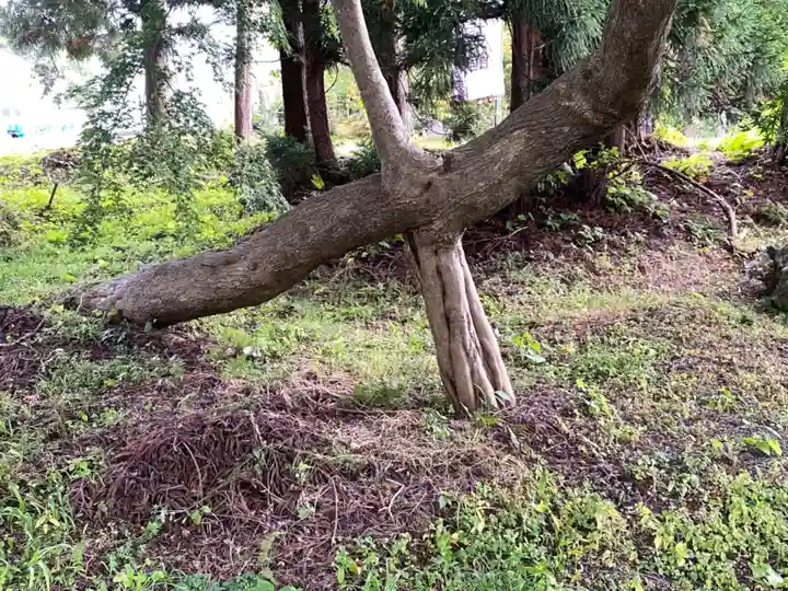 高照神社の自然