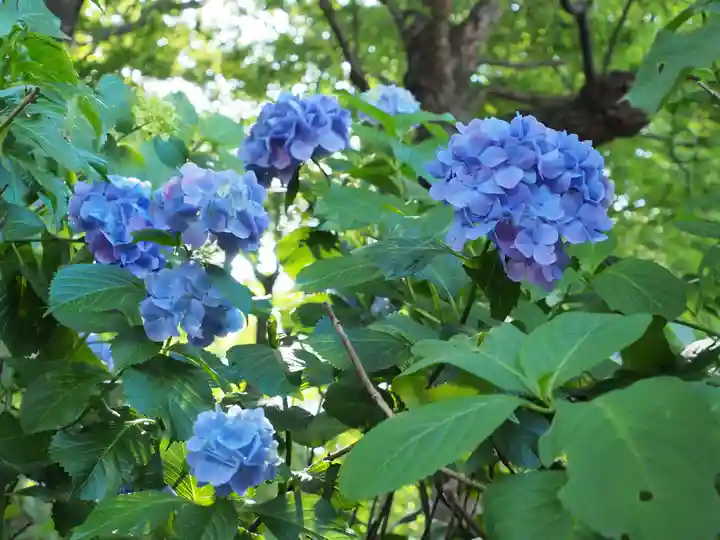 多摩川浅間神社の自然