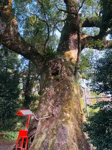 大汝牟遅神社の自然