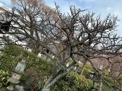 桜誓願寺(愛知県)