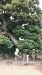 九重神社の自然