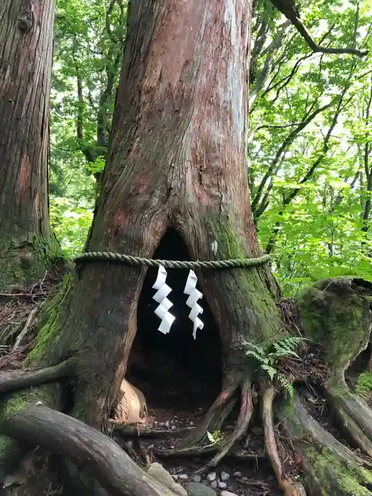 戸隠神社九頭龍社の自然