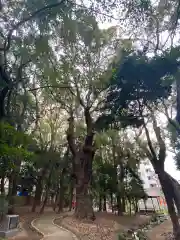 生田神社の自然