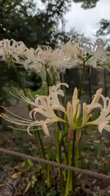 平野神社(京都府)