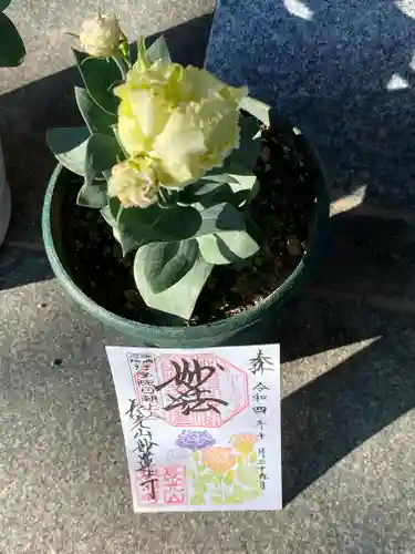 妙蓮寺の御朱印