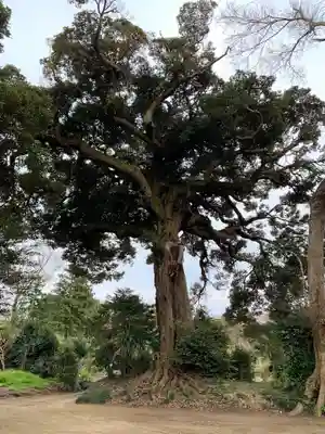 大竹神社の自然