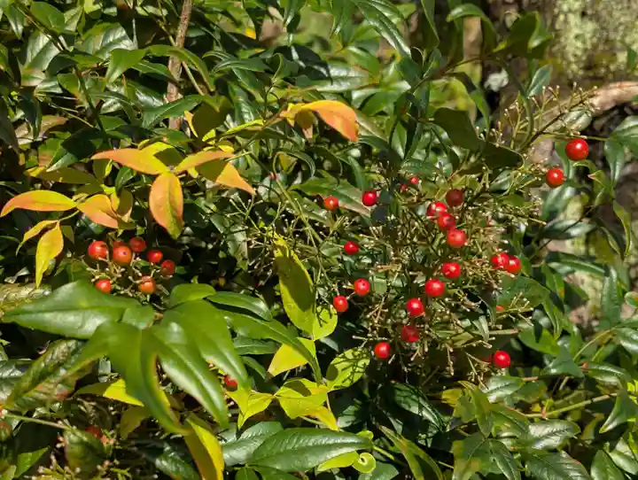 阿久津「田村神社」(郡山市阿久津町)旧社名:伊豆箱根三嶋三社(福島県)