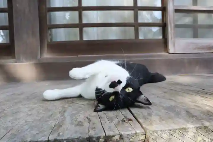 伊古奈比咩命神社の{uncategorized: "未分類", other: "その他", undefined: "問題あり", building: "その他建物", grave: "お墓", sacred_gate: "鳥居", guardian: "狛犬", statue: "像", buddha: "仏像", history: "歴史", nature: "自然", garden: "庭園", animal: "動物", pagoda: "塔", temizu: "手水舎", mountain_gate: "山門・神門", sanctuary: "本殿・本堂", subordinate: "末社・摂社", art: "芸術", scenery: "景色", jizo: "地蔵", ema: "絵馬", goshuin: "御朱印", omikuji: "おみくじ", items: "授与品その他", amulet: "お守り", goshuincho: "御朱印帳", eats: "食事", festival: "お祭り", votive_dance: "神楽", shichigosan: "七五三参", wedding: "結婚式", experience: "体験その他", initially: "初詣", around: "周辺", anti_infection: "感染症対策"}