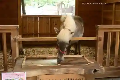 平塚八幡宮(神奈川県)