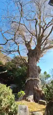 荏柄天神社(神奈川県)