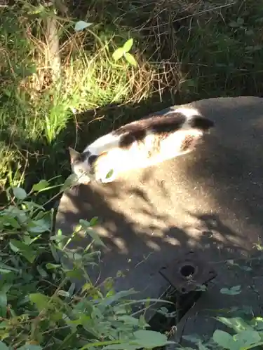 鹿島神社の動物