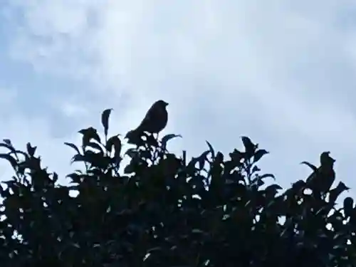 總社 和田八幡宮の動物