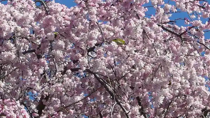 櫻木神社の動物