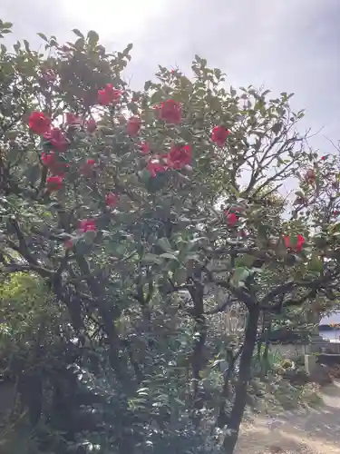 常福寺（椿堂）の自然