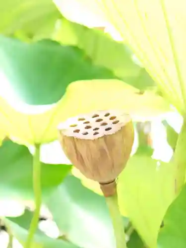 丹生都比売神社の自然