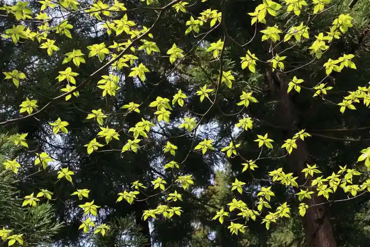 磐椅神社の自然