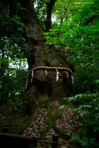 熱田神宮の自然
