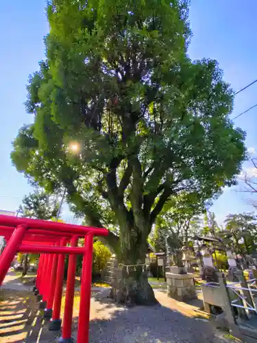 赤須賀神明社の自然