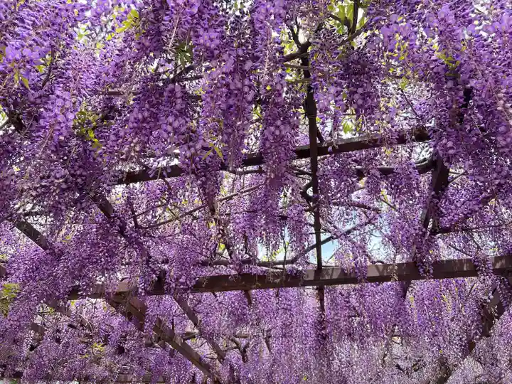 葛井寺(大阪府)