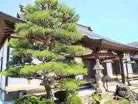 明観寺の本殿・本堂