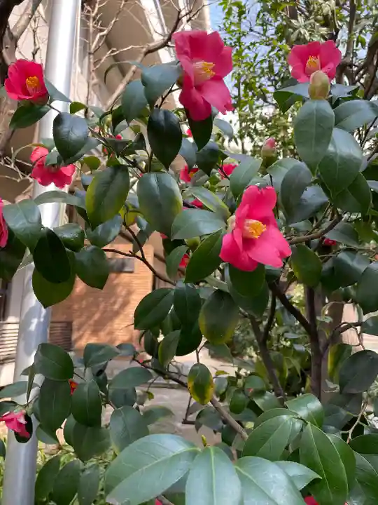 金刀比羅宮東京分社(東京都)