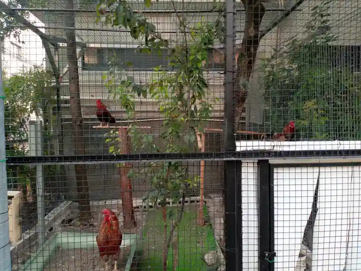 高知大神宮の動物