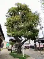 雷神社(東京都)