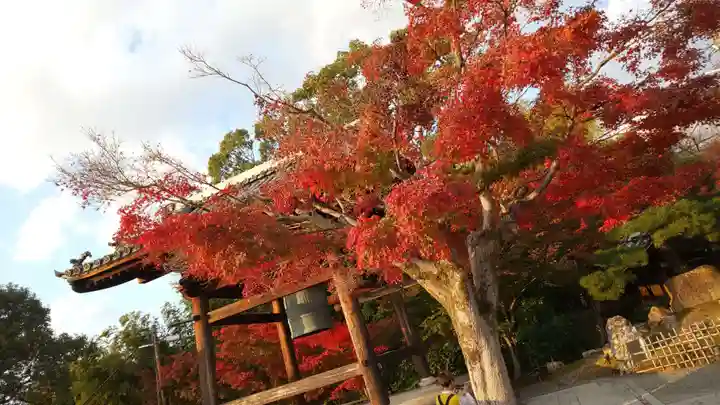 高台寺(高台寿聖禅寺・高臺寺)の自然
