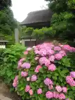 極楽寺(霊鷲山感應院極楽律寺)の自然