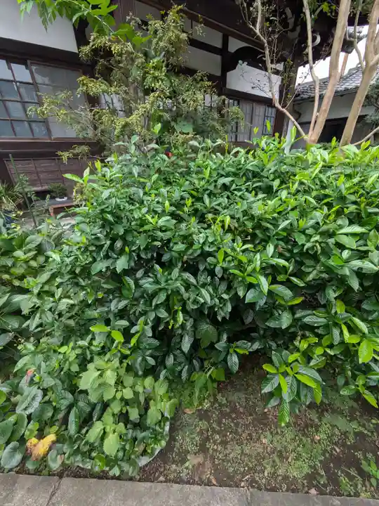 谷中 妙福寺(東京都)